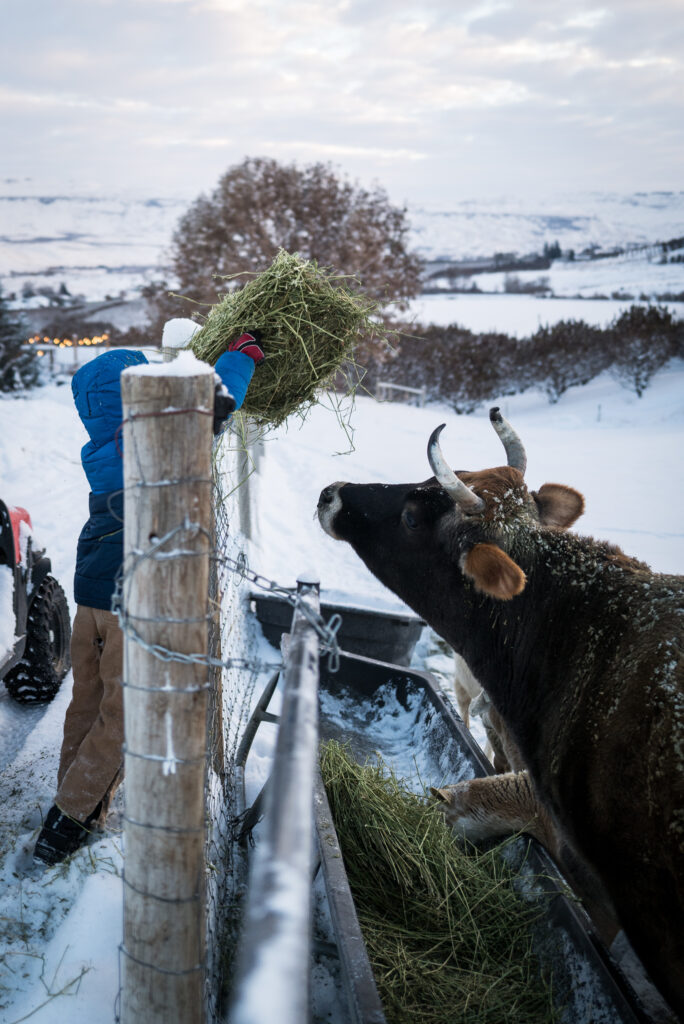 Boys feeding Cece the cow | The Elliott Homestead (.com)
