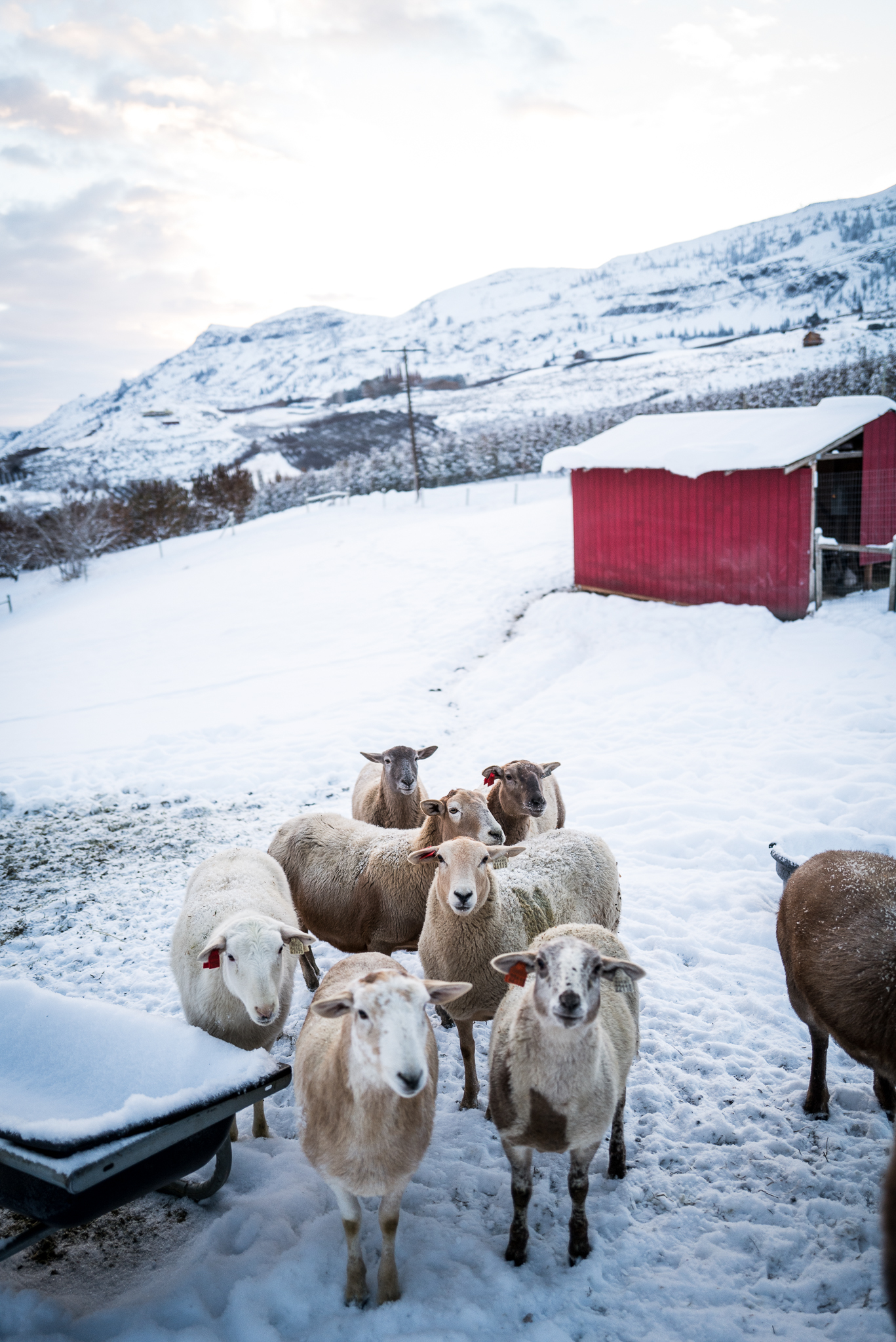 Katahdin sheep in winter | The Elliott Homestead (.com)