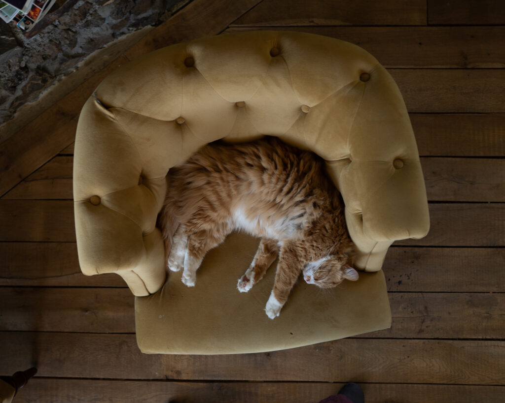 Sleepy farm cat | The Elliott Homestead (.com)