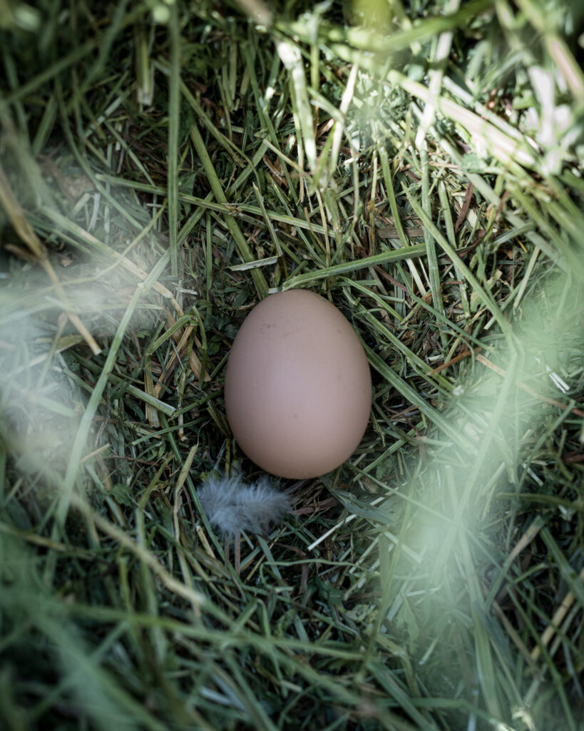Rogue egg | The Elliott Homestead (.com)