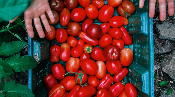 Tomato Harvest | Home & Homestead Journal | The Elliott Homestead